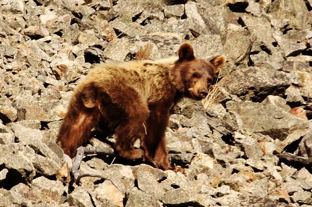 Bear